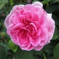 Gertrude Jekyll_120x150_Ã¶_1StmÂ²_StrR_Austin 1986_IMG_0793