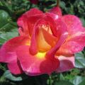 Form-& Farbenspiel_IMG_1610_1