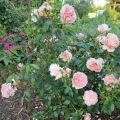 Colette_IMG_1626