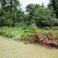 Sommerzeit Rosenzeit & etwas mehr