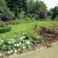 Rosenzeit, Sommerzeit & noch etwas mehr ?_ IMG_1695