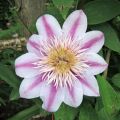 Clematis Josephine_IMG_1731
