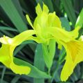 Iris pseudacorus