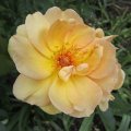 Kupferfarbene Maigold_250x100_ei_1STmÂ²_KlR-Kordes_1953_IMG_0795