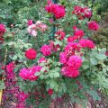 LD Braithwait Strauchrose_IMG_1786