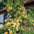 Maigold_3_goldgelb bis kupferfarben