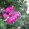 Moosrose_William Lobb_IMG_1790