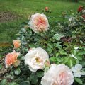 SangerhÃ¤user JubilÃ¤ums Rose_1