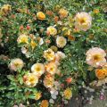 unzählige Blüten der `Sedana`_IMG_1771