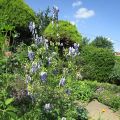 Aconitum napellus_schön aber giftig_IMG_2064