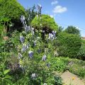 Aconitum napellus_schön aber giftig_IMG_2064