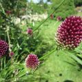 Allium_IMG_1919