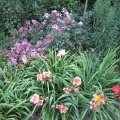 Gemeinschaft in Rosarot_ Phlox-Spiraea-Rose-Taglilien & spÃ¤ter Astern_IMG_2045