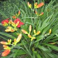 GroÃstaude_Taglielie_IMG_2053