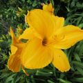 Hemerocallis-Hybriden_IMG_2029