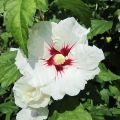 Hibiscus_IMG_2131