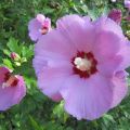 Hibiscus_IMG_2170