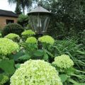 Ballhortensie_`Hydrangea arborescens Ànnabelle`