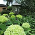 Ballhortensie_`Hydrangea arborescens Ànnabelle`