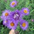 Aster_IMG_2250_1