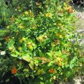 Kleinstrauch_Hypericum androsaemum-Mannsblut_IMG_1920