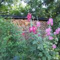 Malven_IMG_1883