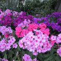 "Ein Garten ohne Phlox ist ein Irrtum" Karl Foerster