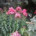 Red_IMG_2238