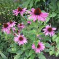 Roter Sonnenhut_Rudbekia_Hyb._IMG_2210