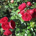 RotkÃ¤pchen_IMG_2016