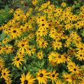 Rudbeckia fulgida sullivantii Goldsturm-Sonnenhut_IMG_2363