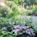 Tellerhortensie_Hydrangea serrata ântermediea`_IMG_1968