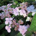 Tellerhortensie_Hydrangea serrata ântermediea`_IMG_1970