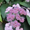 Tellerhortensie_Hydrangea serrata ântermediea`_IMG_2035