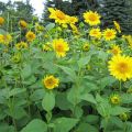 lucky sunflower_IMG_2229