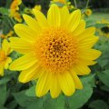 mehrjÃ¤hrige Stauden-Sonnenblume `Spiegelei`_IMG_2227