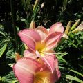 rosa Taglilie_IMG_1927