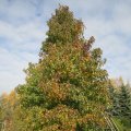 Amberbaum beginnende HerbstfÃ¤rbung_1_IMG_2902