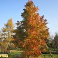 Amberbaum beginnende HerbstfÃ¤rbung_4_IMG_IMG_2981