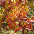 Amberbaum_Herbstschmuck_IMG_2985
