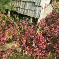 Bleiwurz-Caratostigma blumbaginoides_IMG_2957
