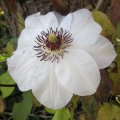 Clematis_am 01.11.11_IMG_2915
