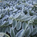 Frost hÃ¤lt Einzug_IMG_2761