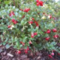 GartenfrÃ¼chte-Preiselbeere_IMG_2651