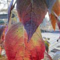 Herbst-Laubfarben_IMG_2990_1