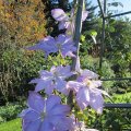 HerbstblÃ¼te Clematis_IMG_2763