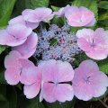 Tellerhortensie_IMG_2462