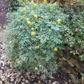 JahresblÃ¼her an der Mauer_Corydalis-LÃ¤rchenspornIMG_2713