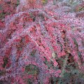 Cotoneaster horizontalis_Sparrige Felsenmispel mit Rauhreif_2