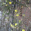 Winterjasmin_IMG_3001